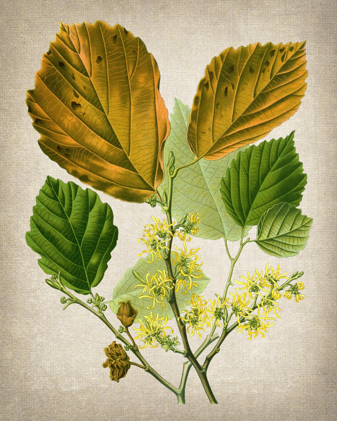 Witch Hazel Yellow Blossoms Autumn Vintage Botanical Art Print - Image 2