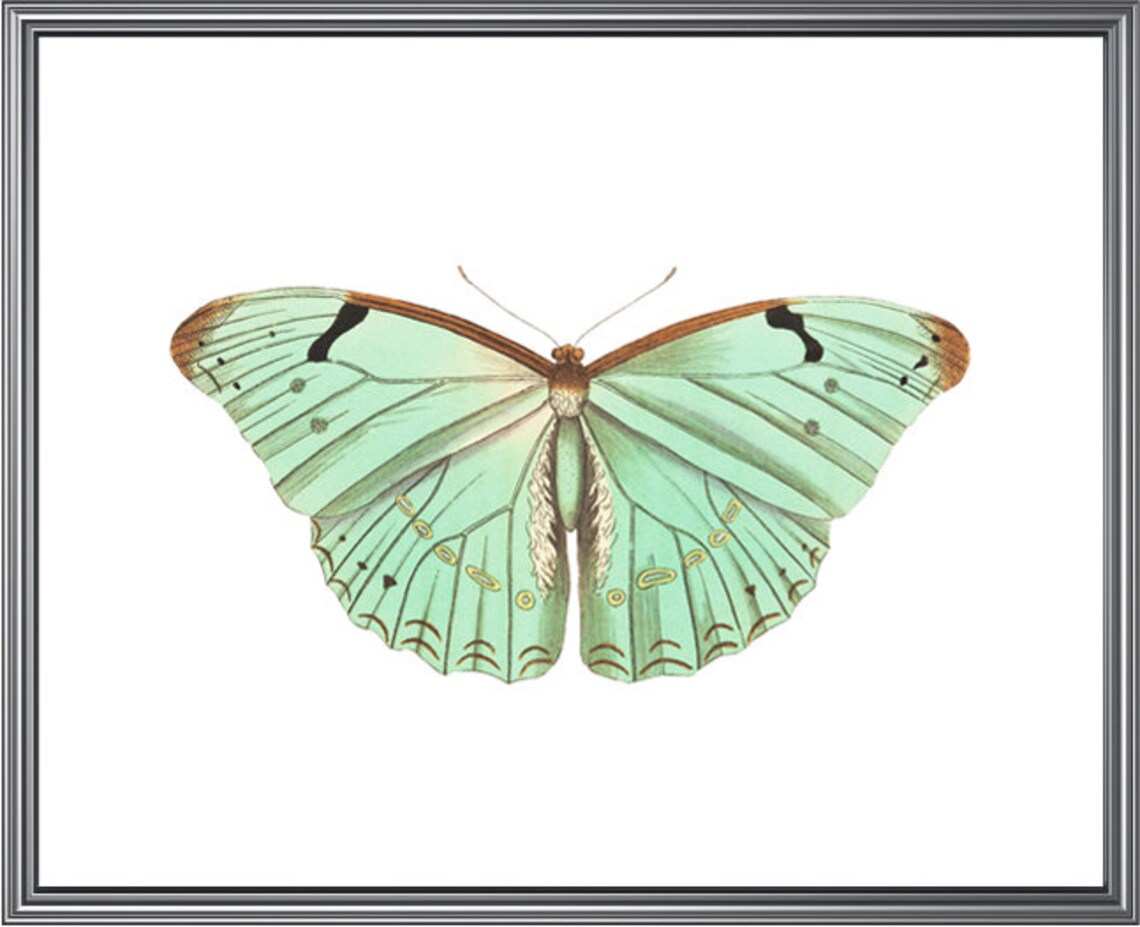 Mint Green Butterfly Vintage Insect Art Print