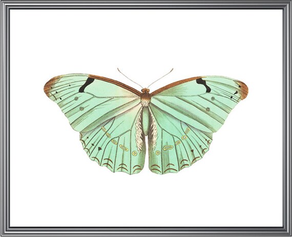 Mint Green Butterfly Vintage Insect Art Print
