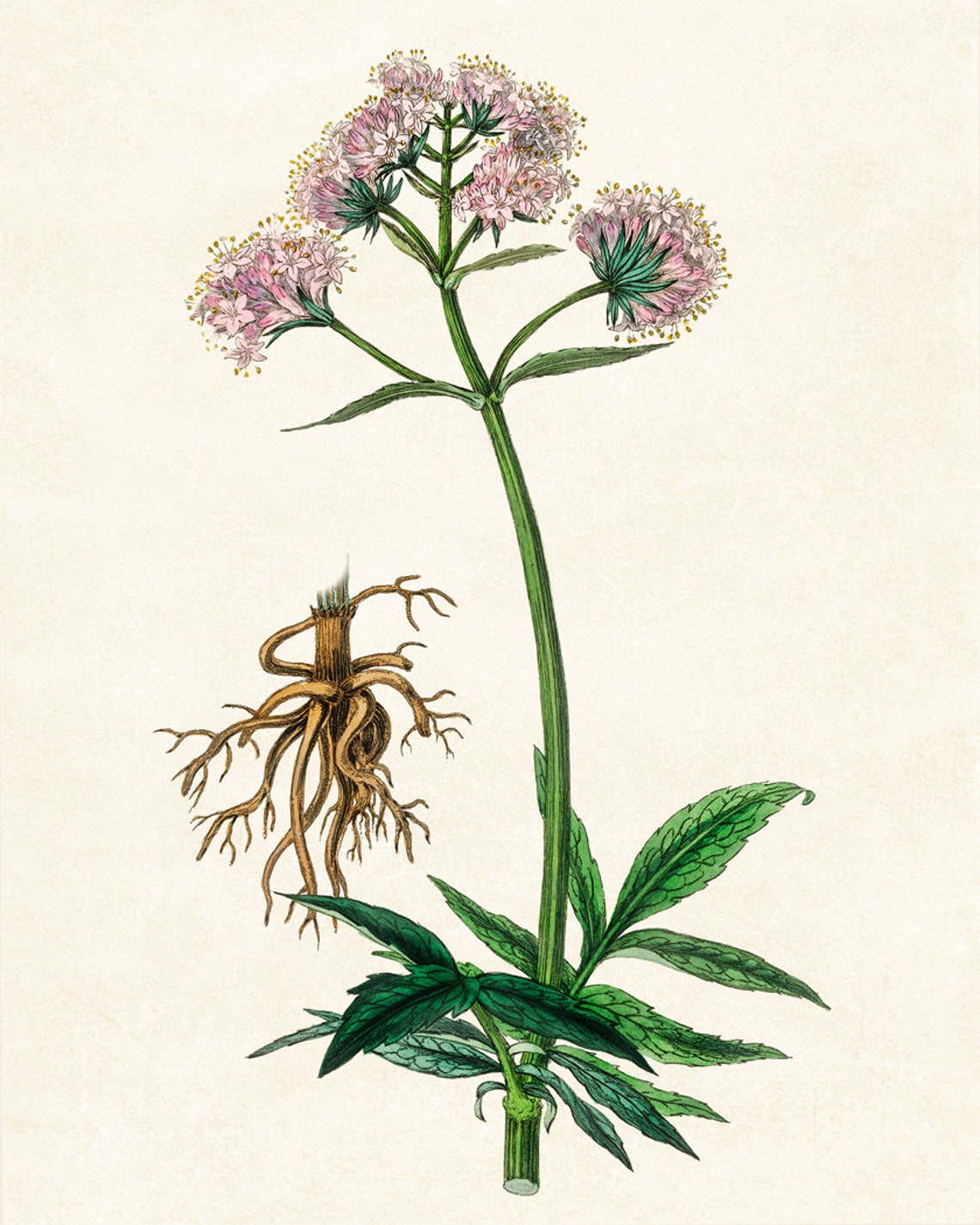 Flowering Valerian Pink Bloom Clusters Vintage Botanical Poster - Image 2