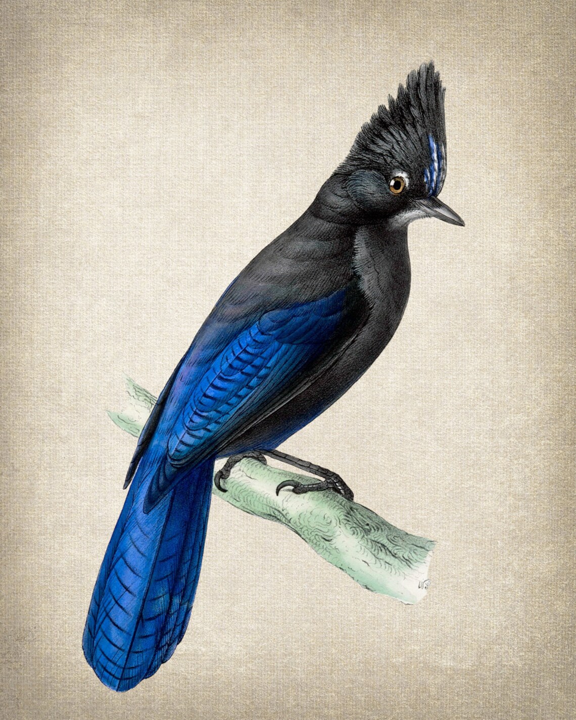 Stellers Jay Vintage Natural History Bird Illustration Poster - Image 2
