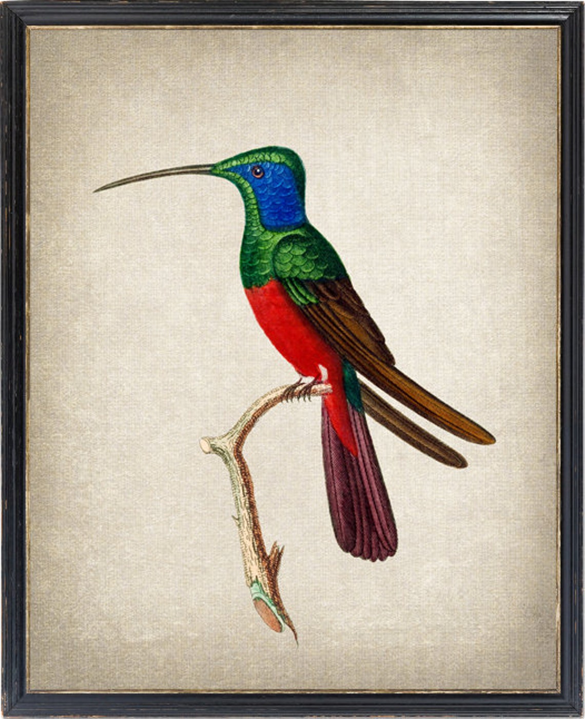 Harlequin Hummingbird Vintage Illustration Blue Red Bird Poster