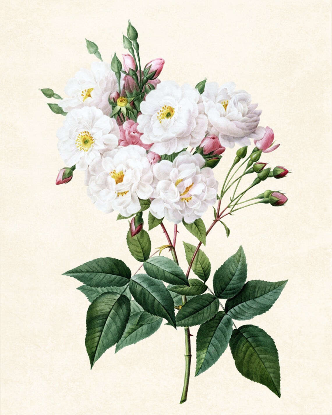 Antique White Pink Roses Botanical Floral Illustration Wall Poster - Image 3