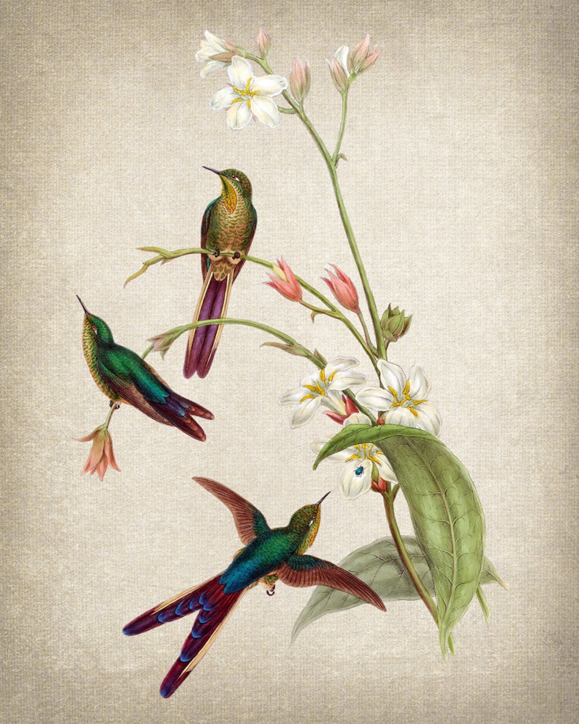 Antique Hummingbirds White Flowers Vintage Botanical Bird Poster - Image 2