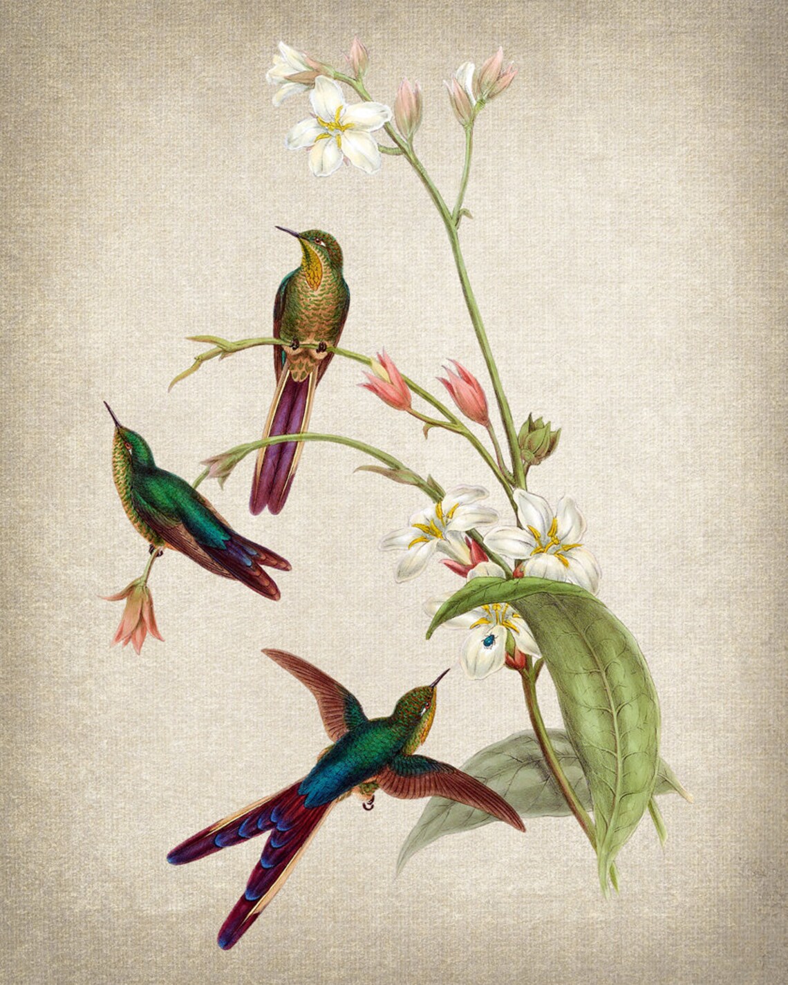 Vintage Hummingbird Trio White Blossom Bird Botanical Art Poster - Image 2