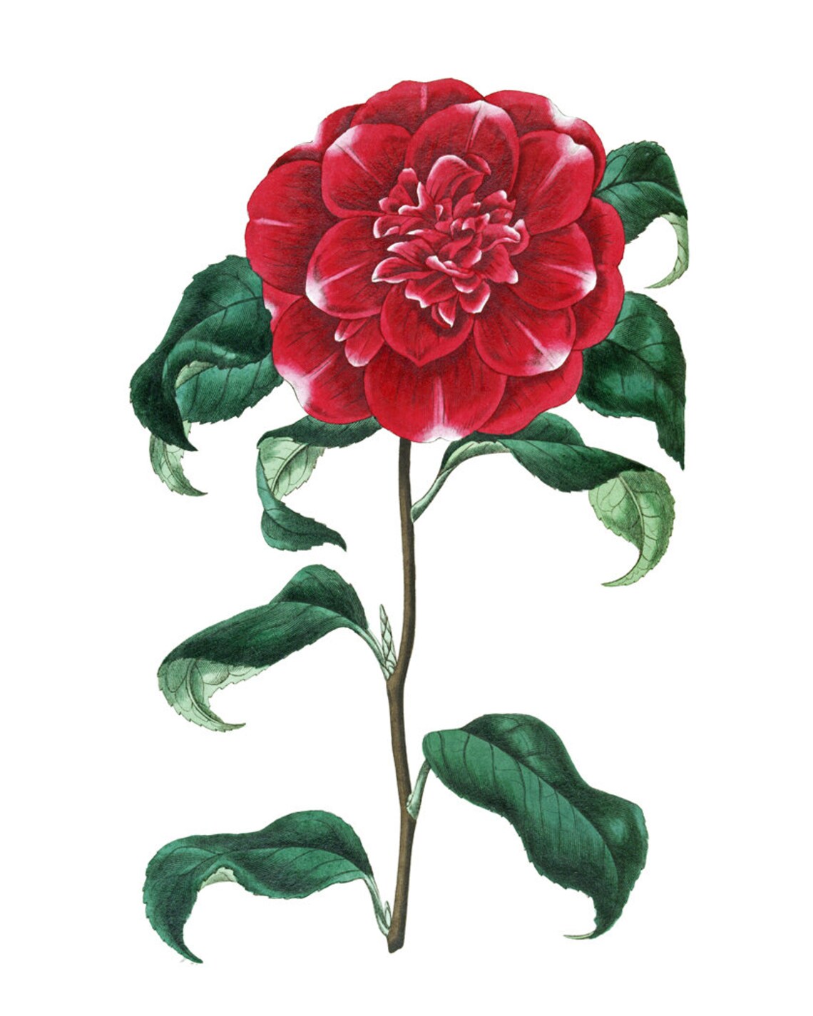 Red Camellia Bloom Antique Botanical Illustration Vintage Poster - Image 2
