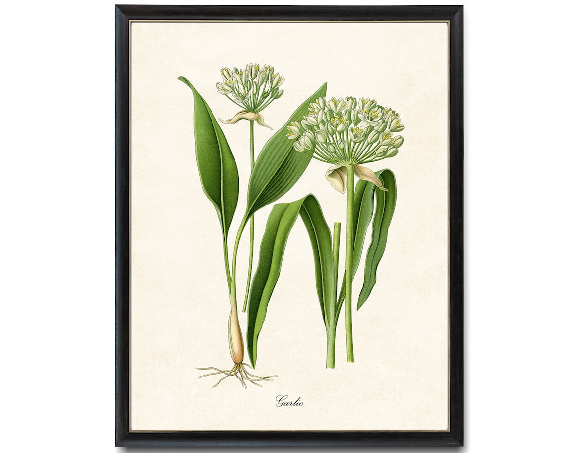 Garlic Flowering Herb Vintage Botanical Art Print