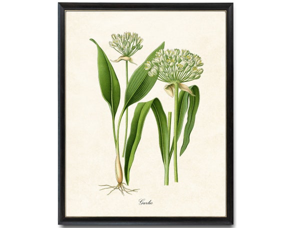 Garlic Flowering Herb Vintage Botanical Art Print