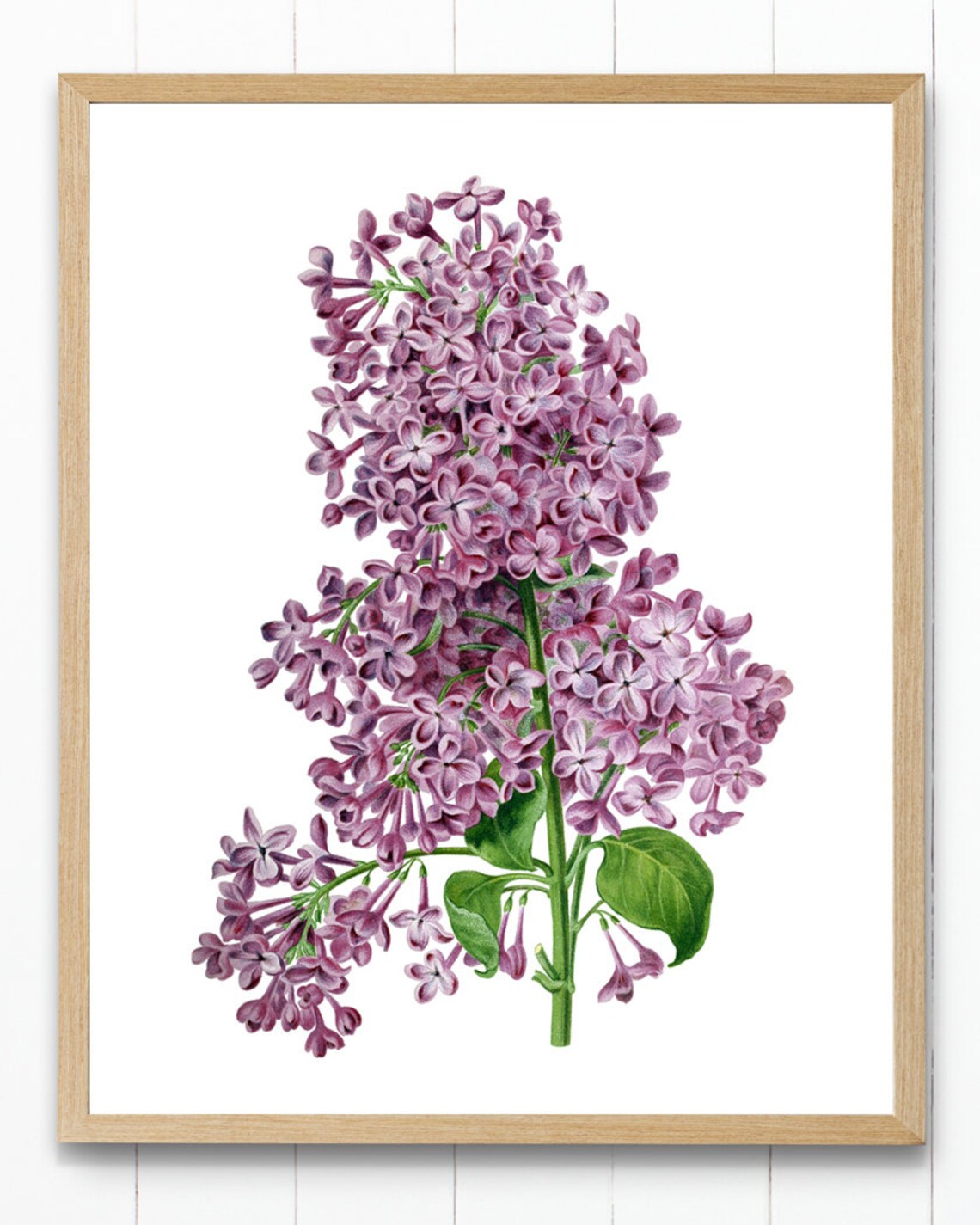 Lilacs Vintage Flower Illustration Art Print - Image 2