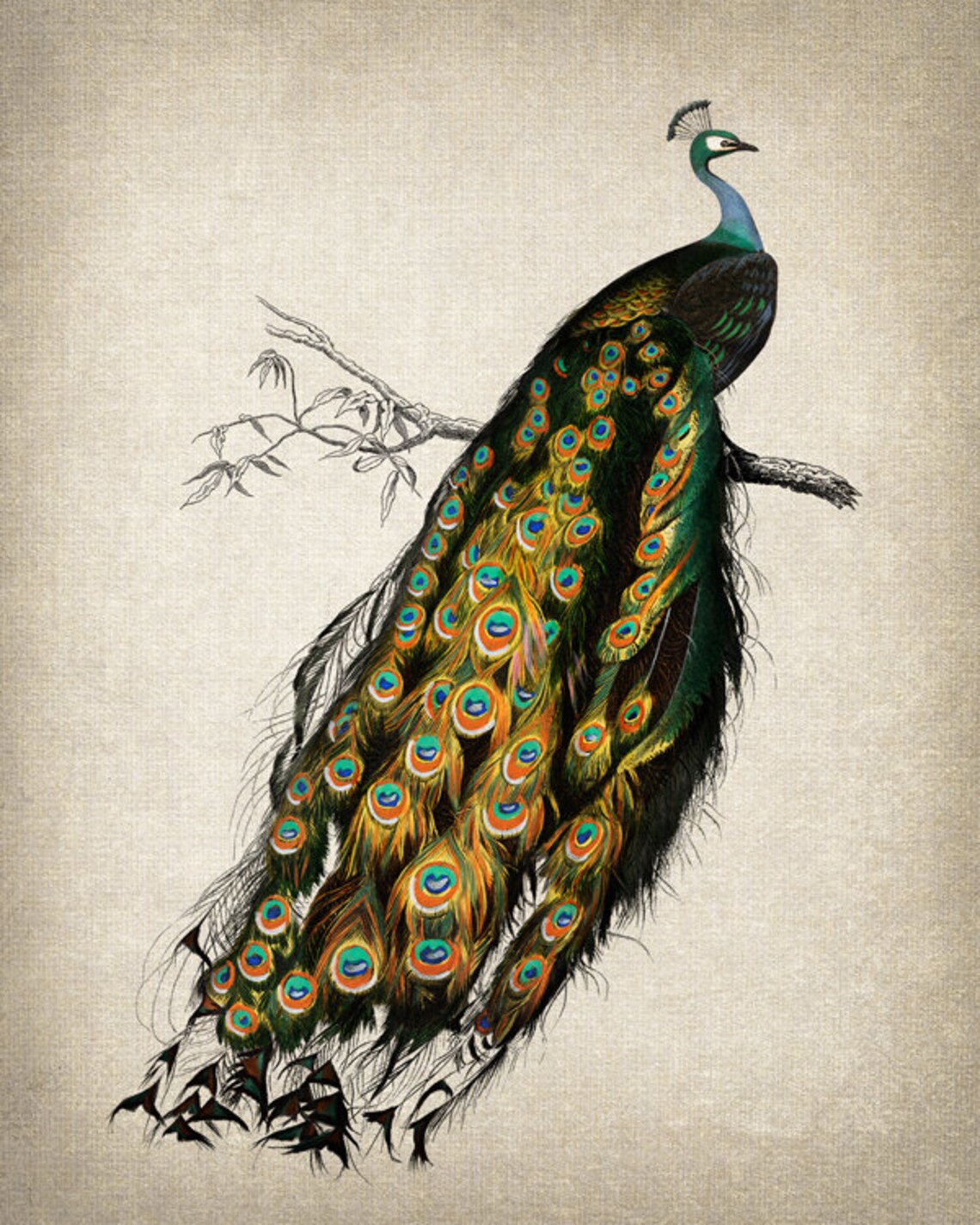 Indian Peafowl Vintage Bird Illustration Exotic Nature Art Print - Image 2