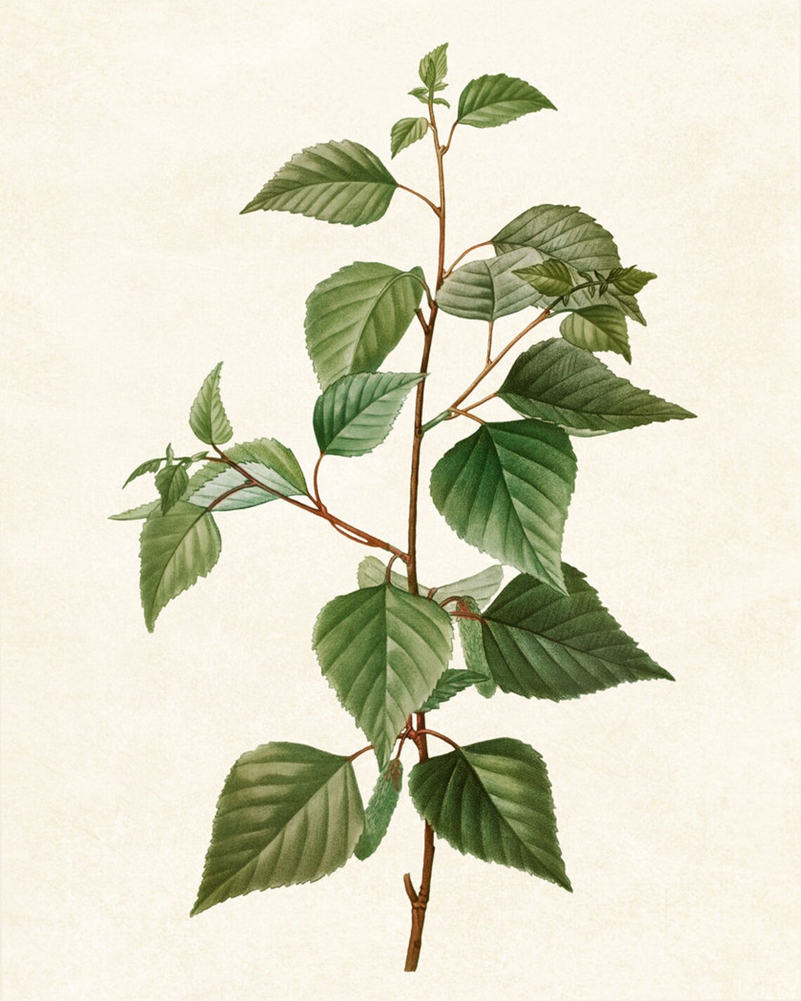 Black Birch Tree Branch Vintage Botanical Art Print - Image 2