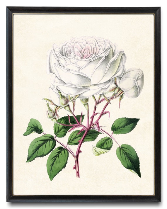 White And Blush Pink Tea Rose Print Vintage Flower Illustration Rose Botanical Wall Art Instant
