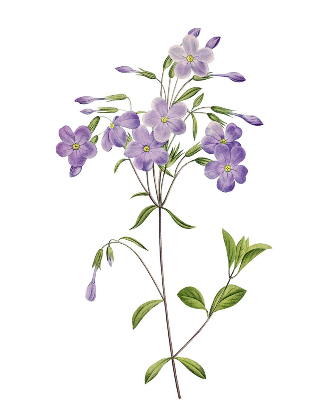 Lavender Purple Phlox Blossoms Vintage Botanical Flower Poster - Image 2