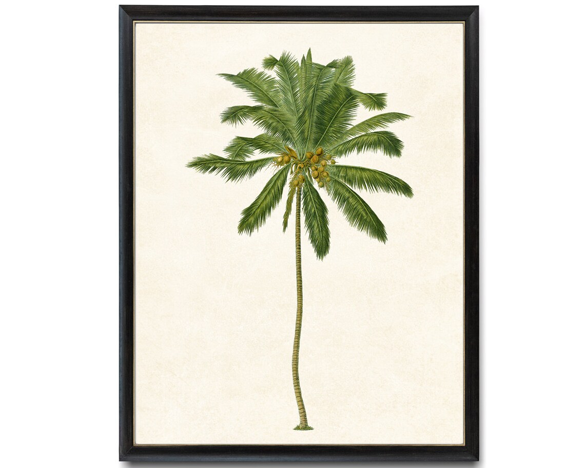 Coconut Palm Tree Vintage Illustration Art Print - Image 4