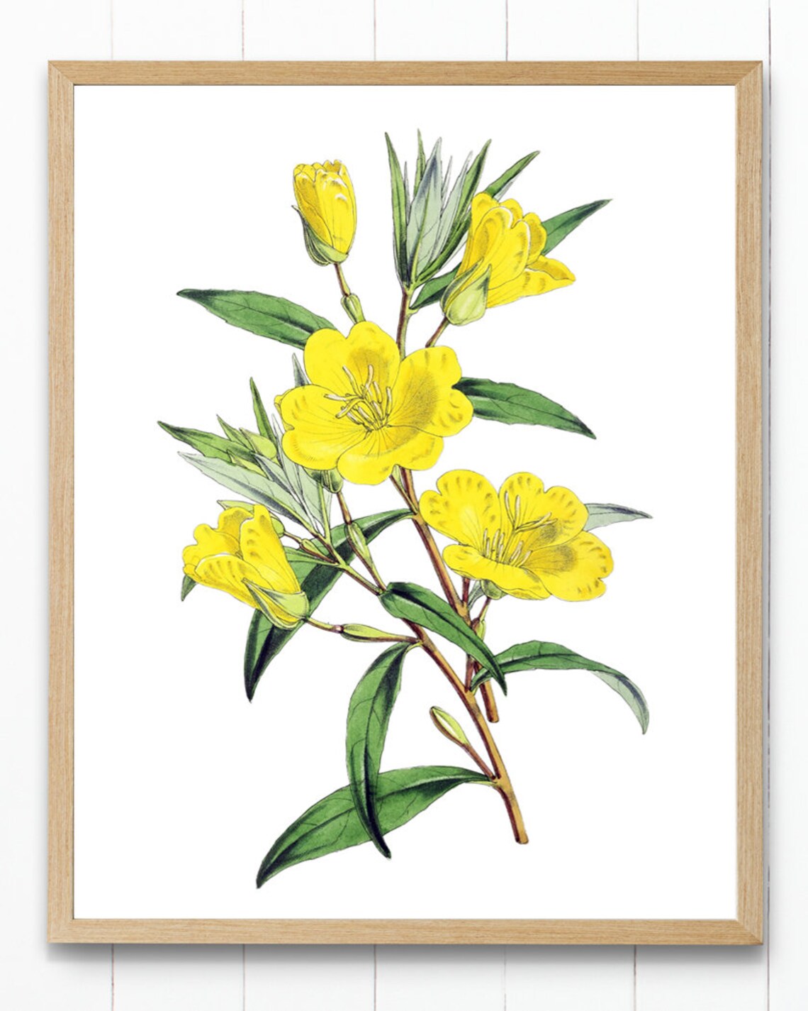 Yellow Evening Primrose Vintage Flower Art Print - Image 4