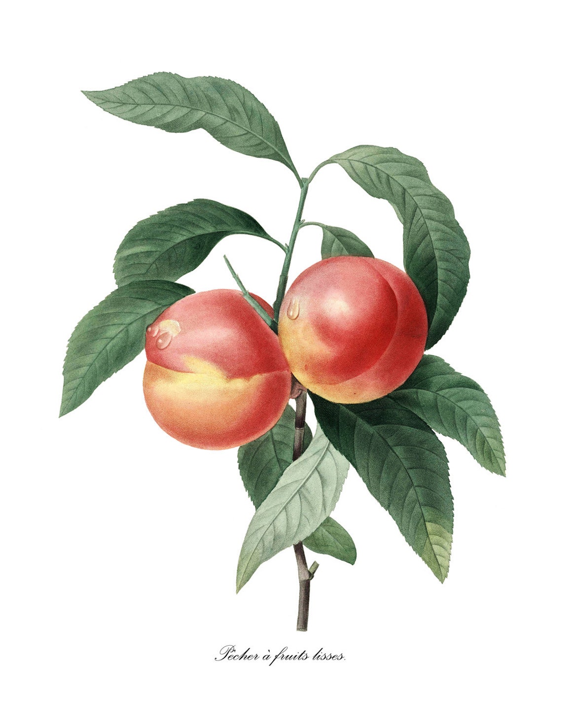 Peach Botanical Pj Redoute Art Pcher Antique Illustration Fruit Print Kitchen Wall - Image 3