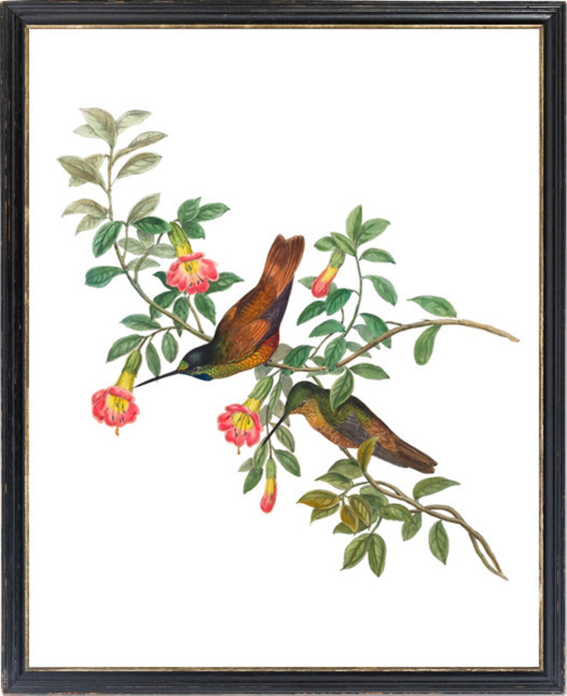Green Hummingbird Pair Feeding on Trumpet Flowers Vintage Print - Image 3