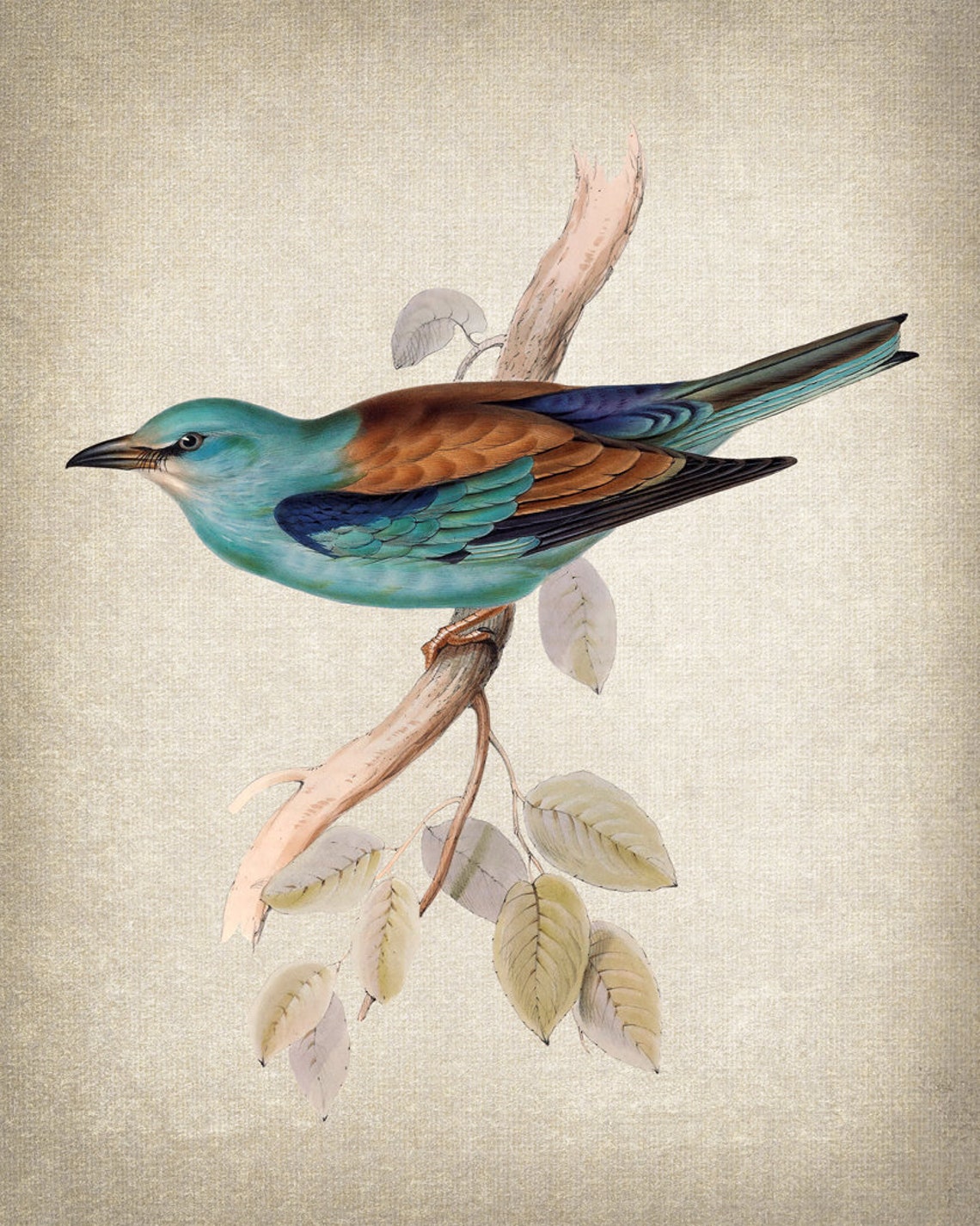 European Roller on Branch Turquoise Bird Vintage Illustration Print - Image 2
