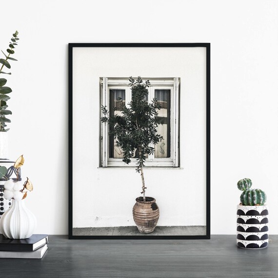 Olive Tree in Terracotta Pot Before White Window Minimalist Print