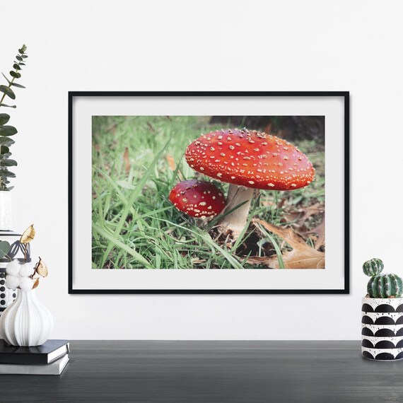 Glossy Red Fly Agaric Mushrooms in Green Grass Nature Poster