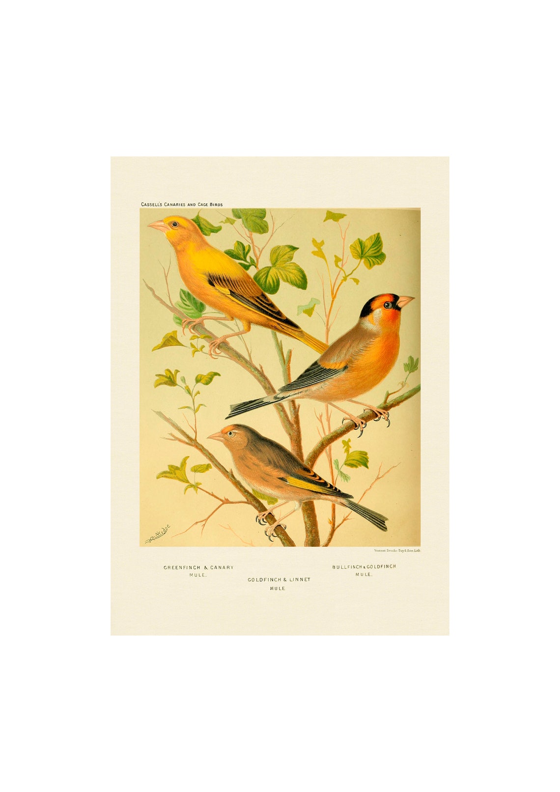 Greenfinch Vintage Art Print