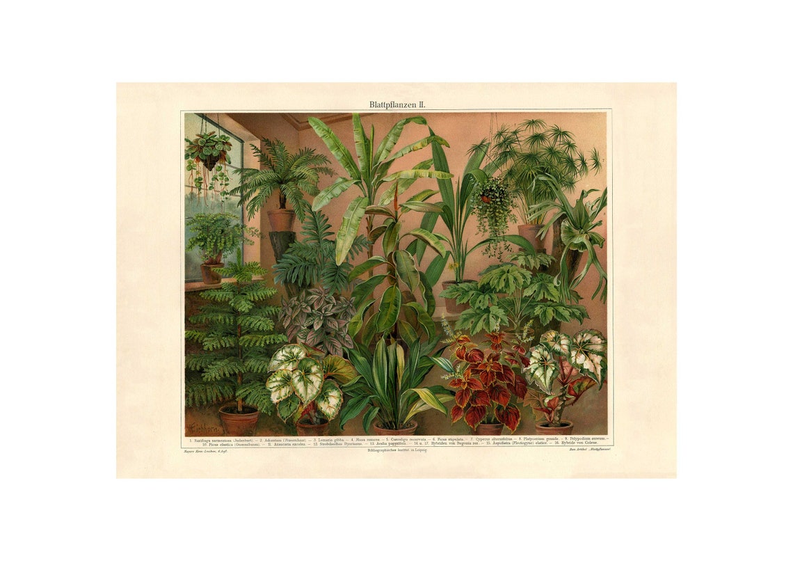 Blattpflanzen II Antique Houseplants Botanical Chart Art Poster
