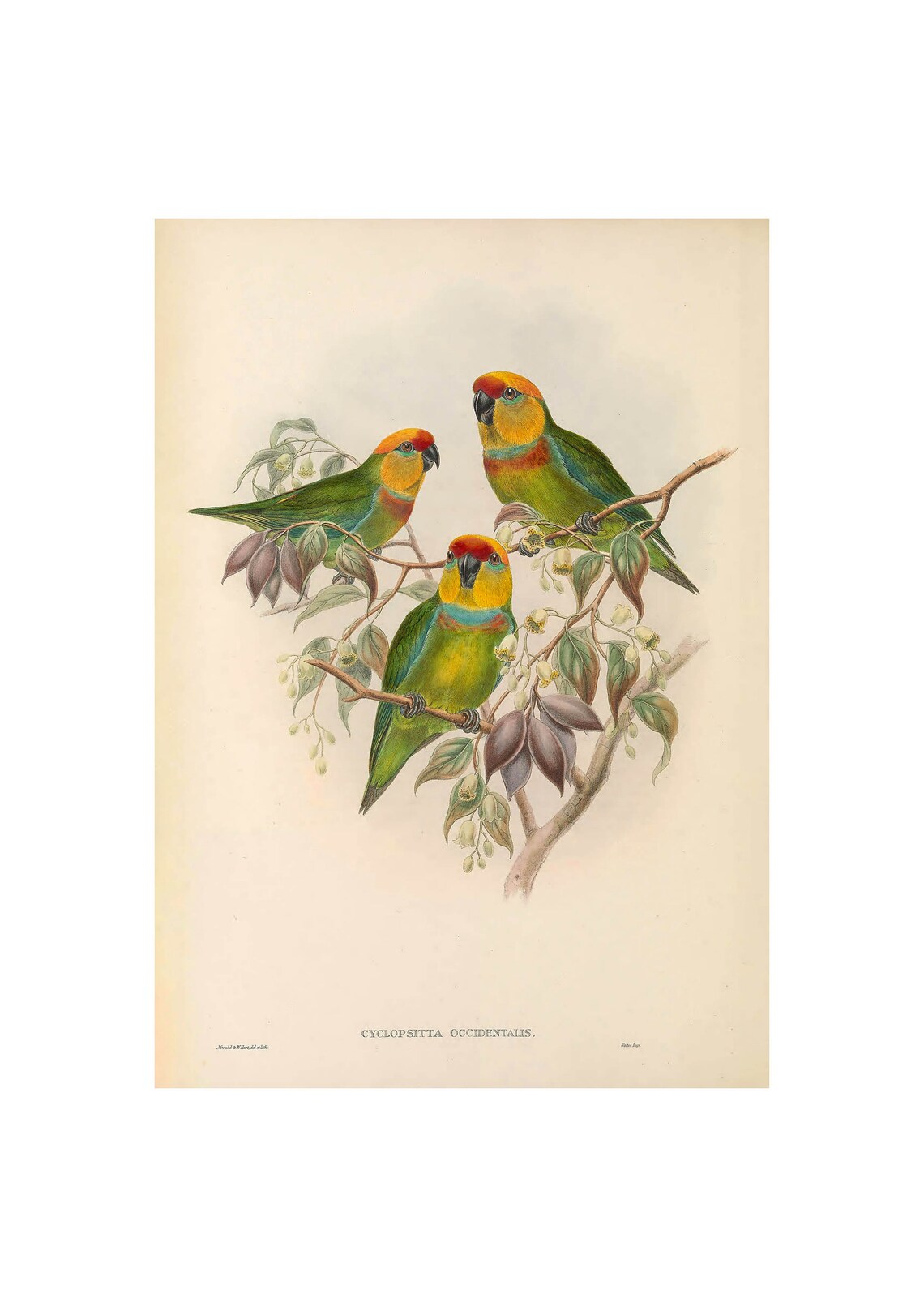 Western Fig Parrot by John Gould Three Parrots Vintage Bird Art Poster
