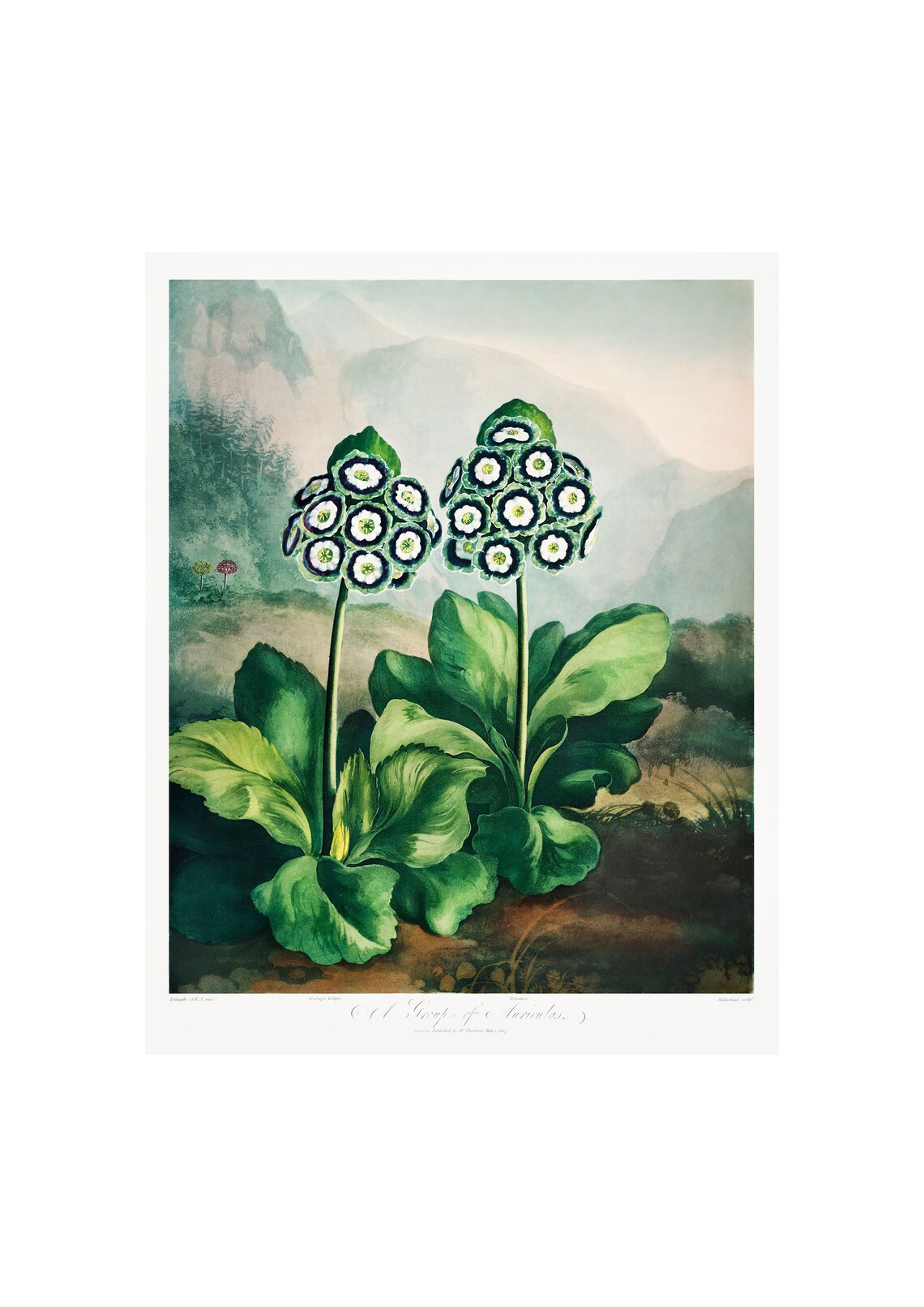 Auricula Antique Lithograph By Robert Thornton