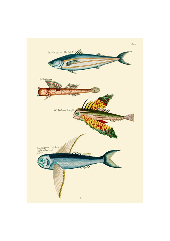 Louis Renards Fish Folio 10, Sea Life Art Print