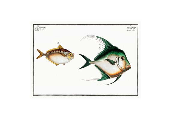 Seabass And Ruffe Fish Antique Lithograph Giclee Print Framedunframed