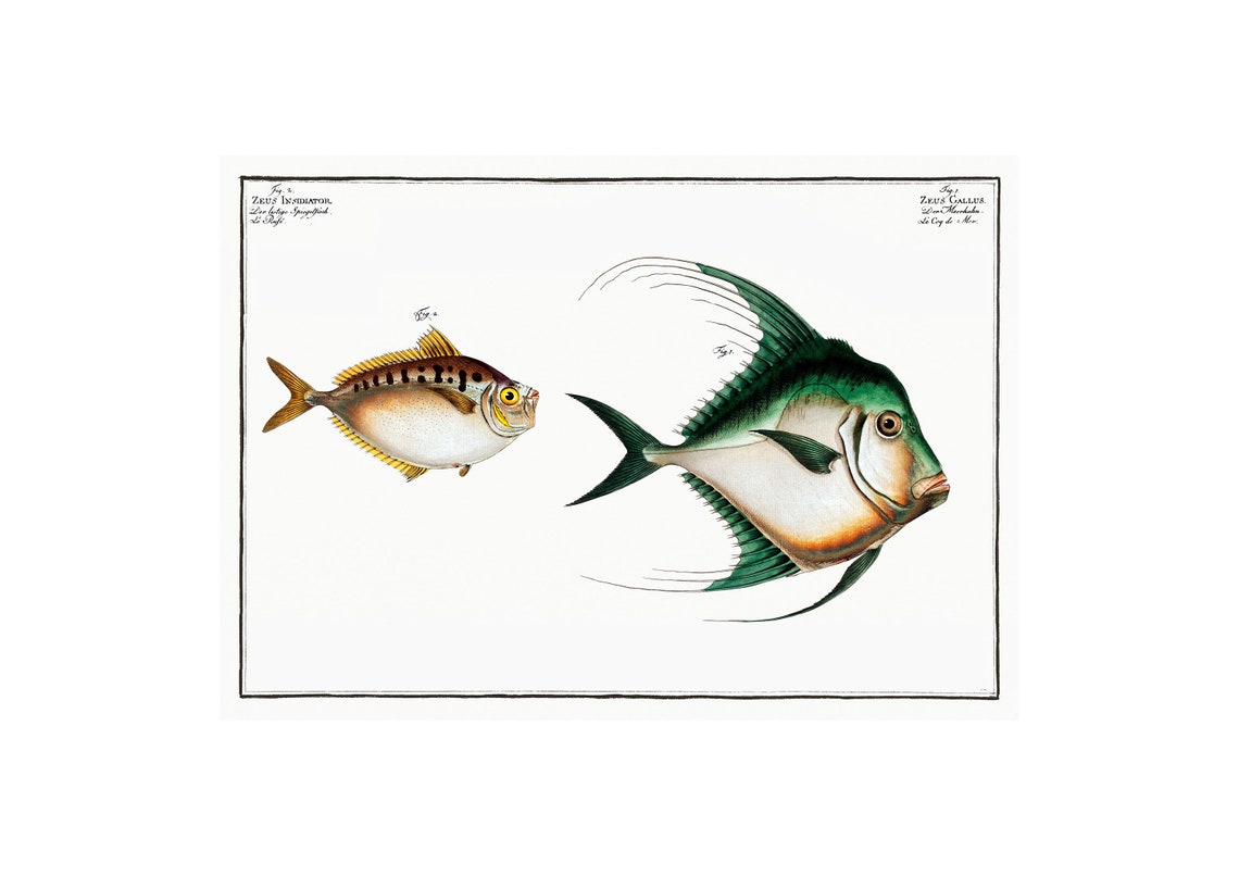 Seabass And Ruffe Fish Antique Lithograph Giclee Print Framedunframed