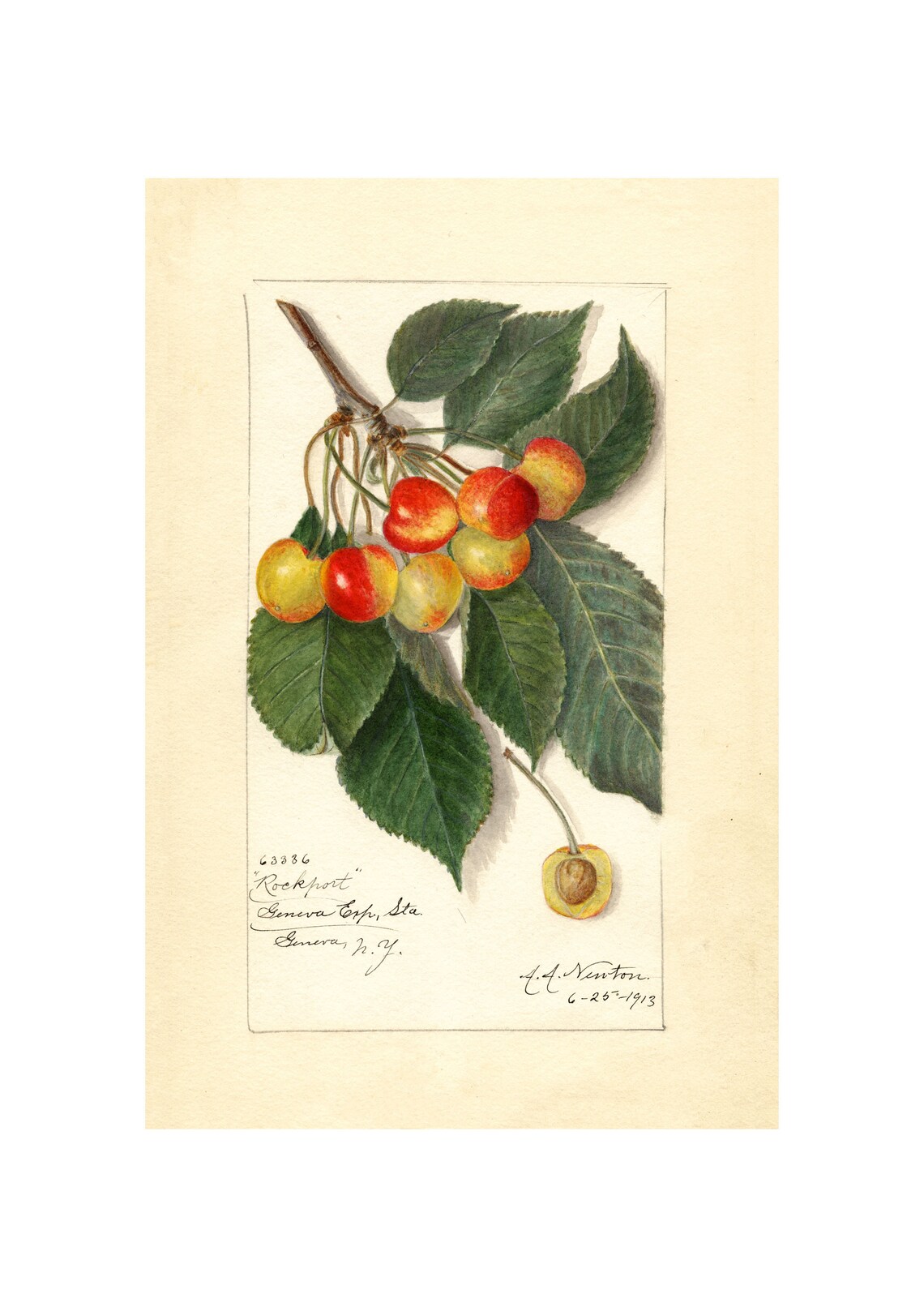 Pomological Watercolor Collection Yellow Cherry C 1886 1916 Giclee Fine Art Print Framedunframedcanvas