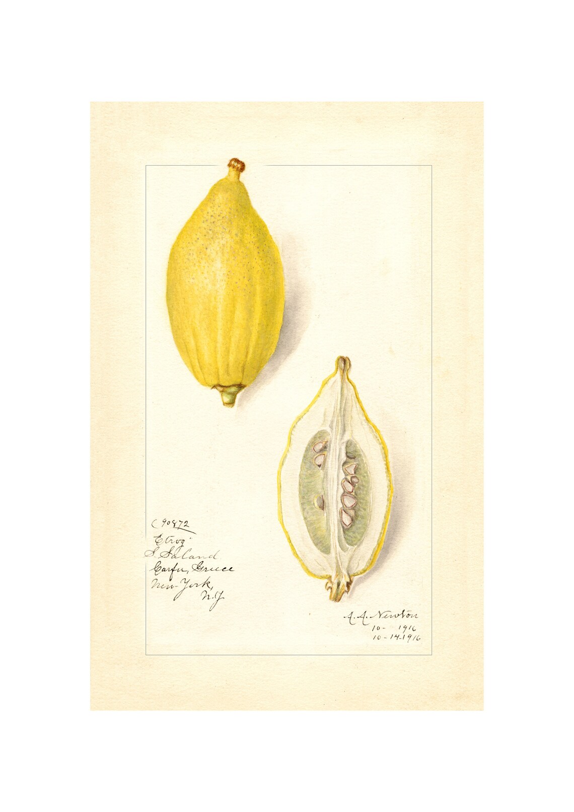 Pomological Watercolor Collection Lemons C 1886 1916 Giclee Fine Art Print Framedunframedcanvas
