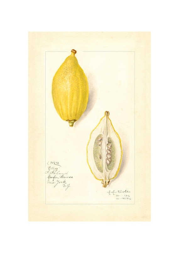 Pomological Watercolor Collection Lemons C 1886 1916 Giclee Fine Art Print Framedunframedcanvas