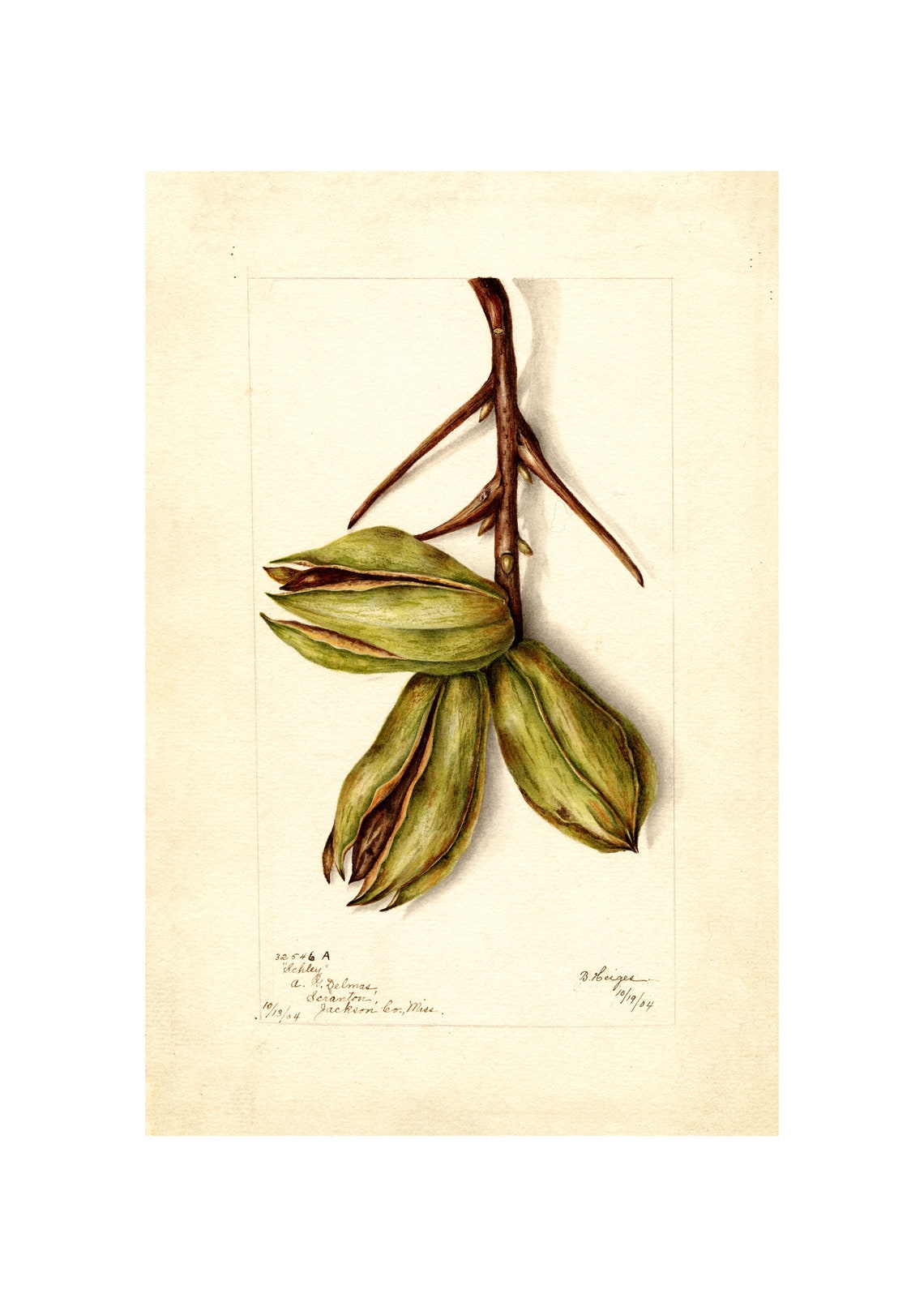 Schley Pecan Husk Watercolor Antique Botanical Nut Illustration Poster