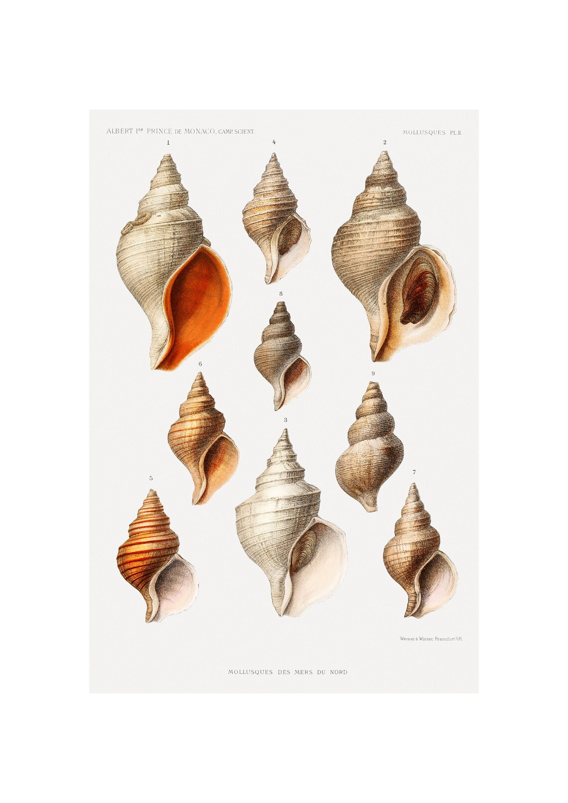 Molluscs Varieties, Scientific Campaign Results Poster