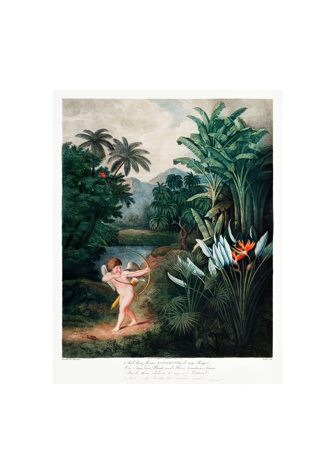 Cupid Antique Lithograph by Robert Thornton