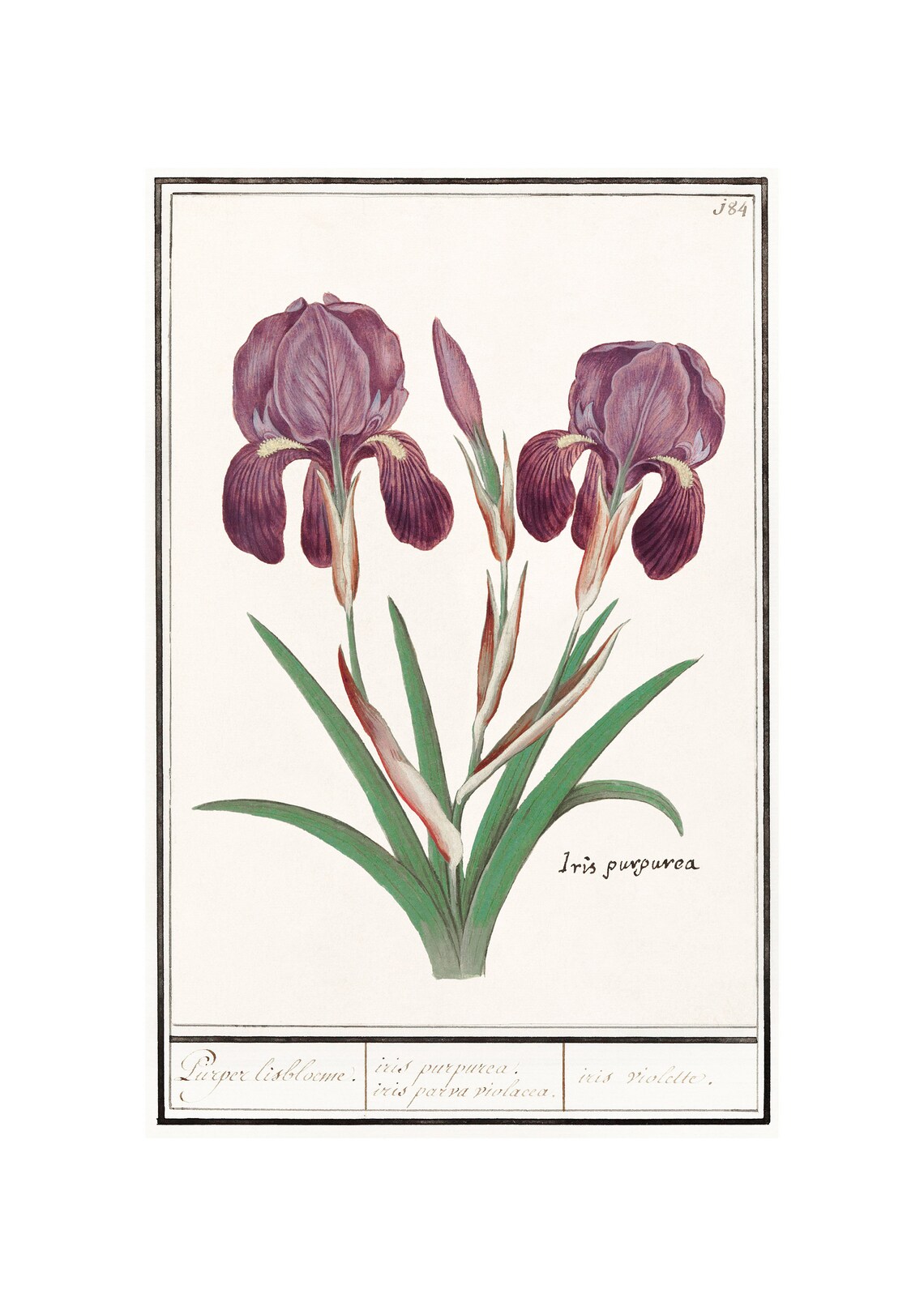 Iris Antique Lithograph, Botanical Art Print