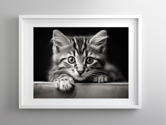 Curious Tabby Kitten Peeking Portrait Black And White Photo Poster