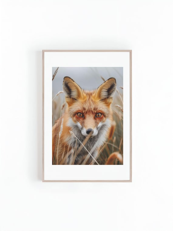 Red Fox Peering Through Tall Wild Grass Wildlife Photo Poster