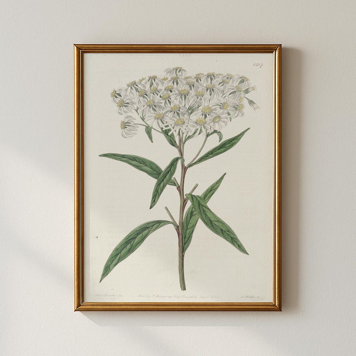 Antique White Wildflower Botanical Study Vintage Flower Print