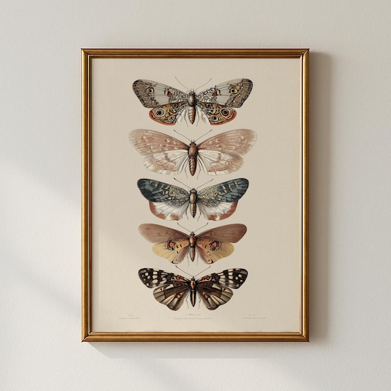 Vintage Moth Print, Botanical Wall Art