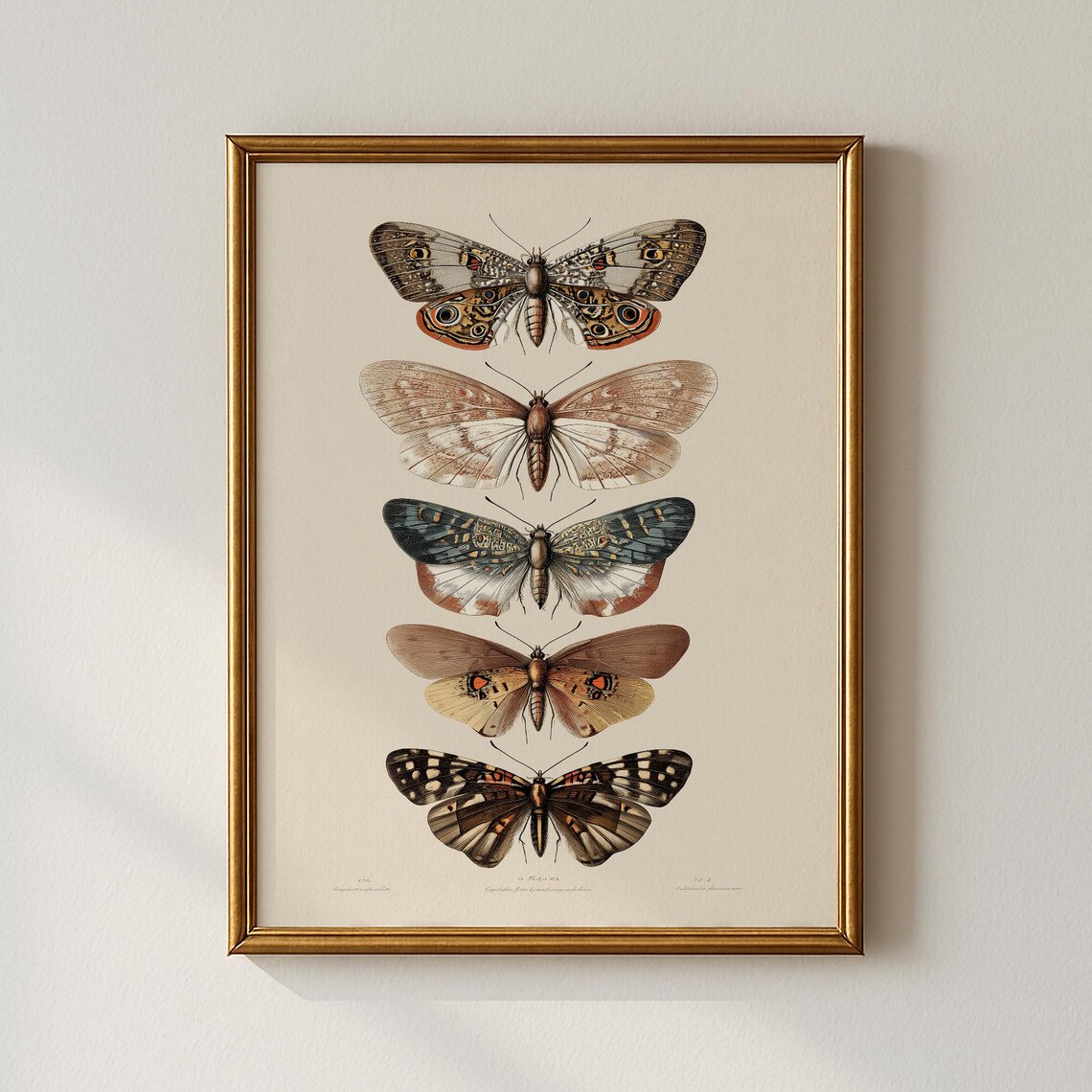 Vintage Moth Print, Botanical Wall Art