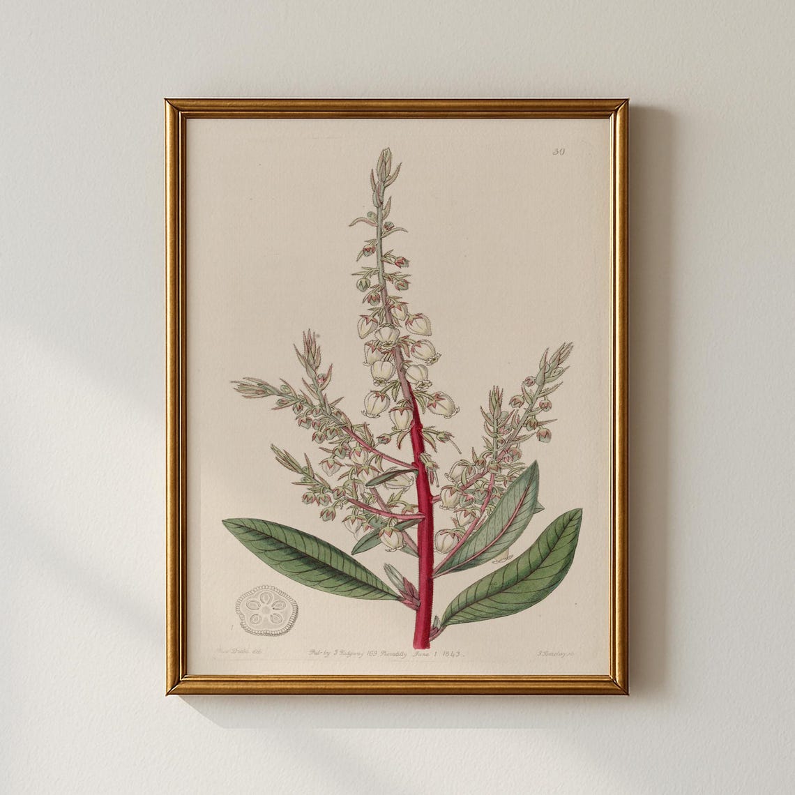 Vintage White Bell Flower Botanical Plate Antique Engraving Poster