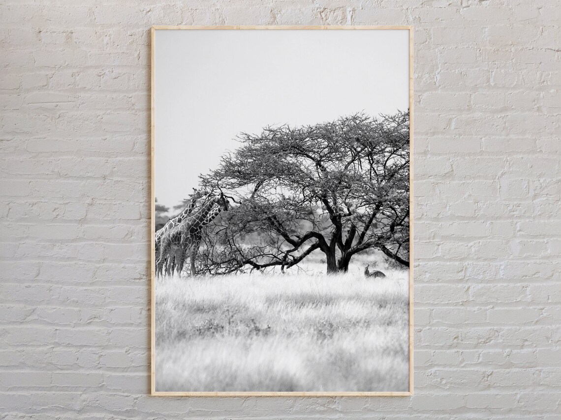 Giraffes Under Acacia Tree Africa Savannah Black And White Photo Poster