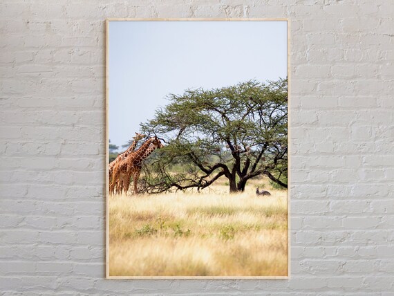 African Savanna Giraffes Beneath Acacia Tree Wildlife Poster