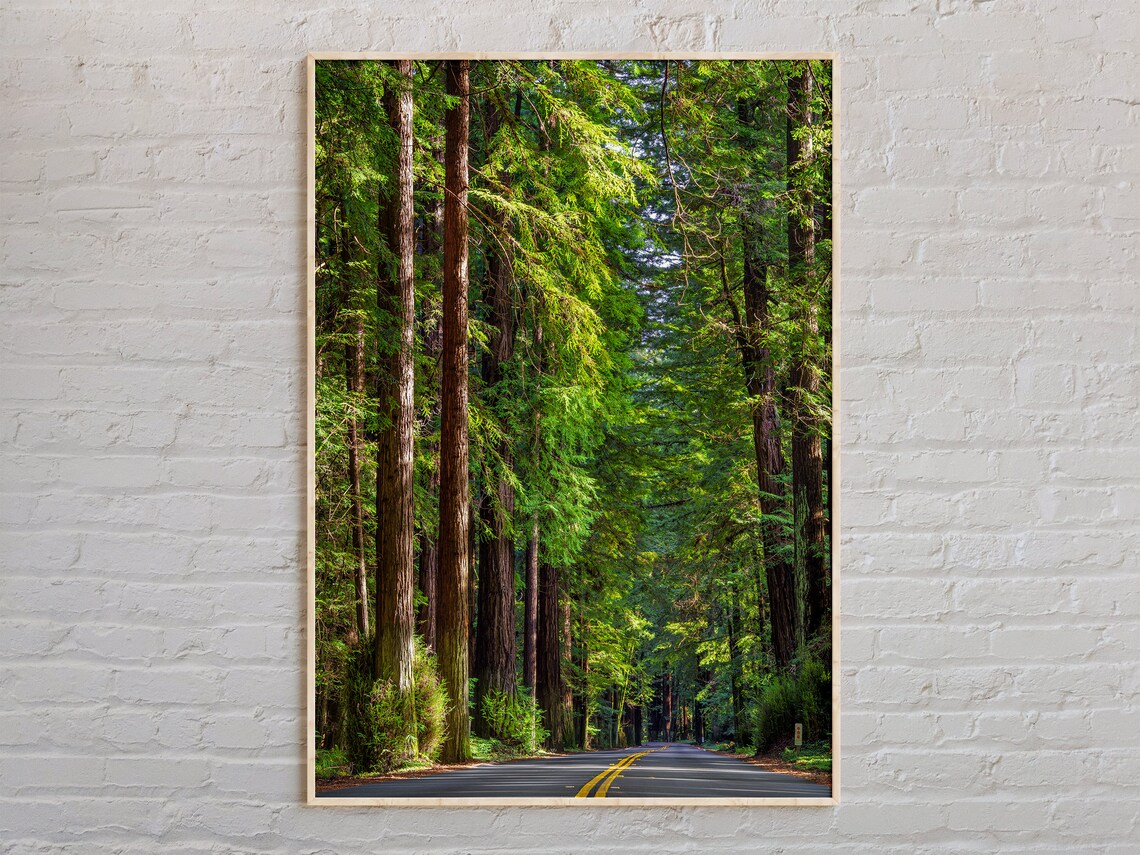 Redwoods Photo Print, California Travel Poster