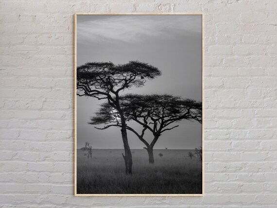 Black And White Acacia Tree Savanna Landscape Scenery Photo Poster