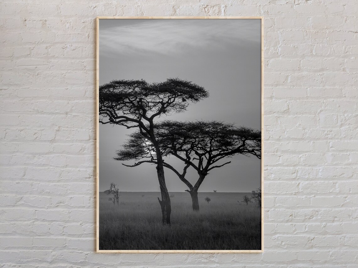 Black And White Acacia Tree Savanna Landscape Scenery Photo Poster