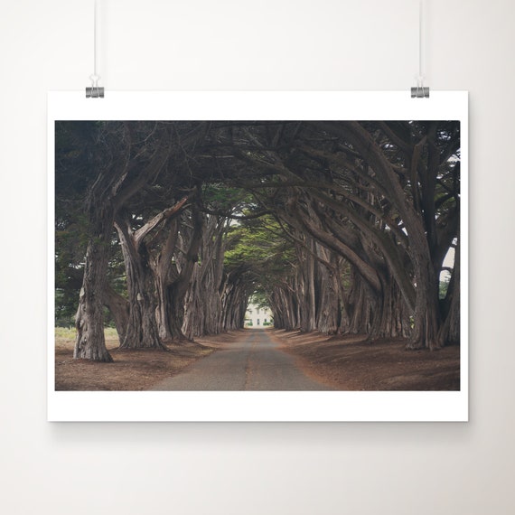 Cypress Tree Tunnel Print Point Reyes Photograph West Coast Decor